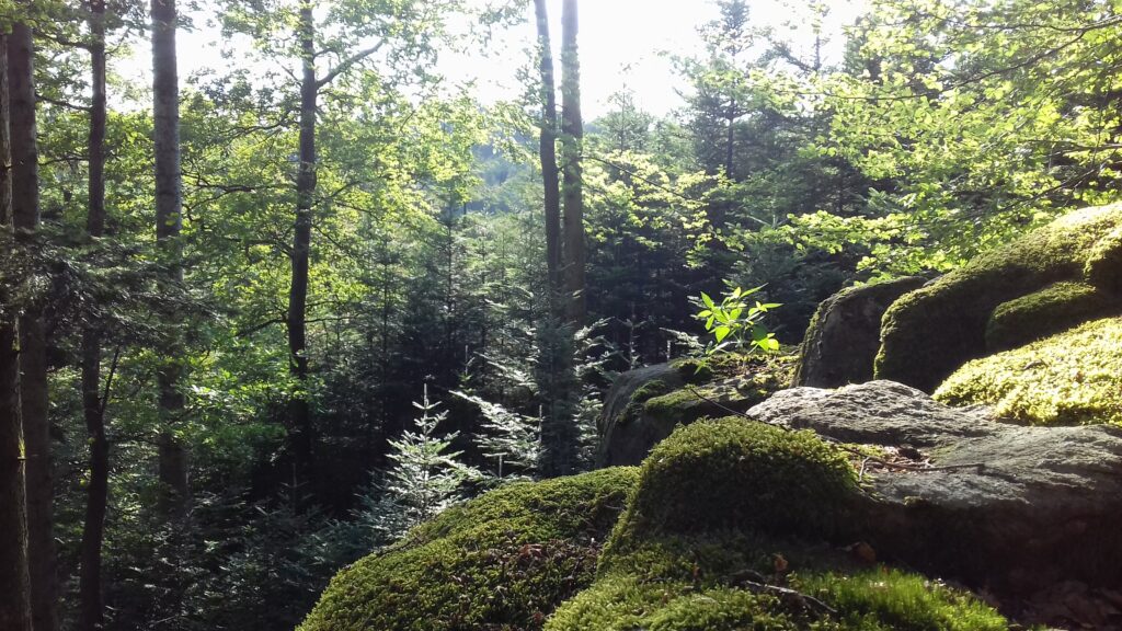 Ein moosiger Felsen im Schwarzwald