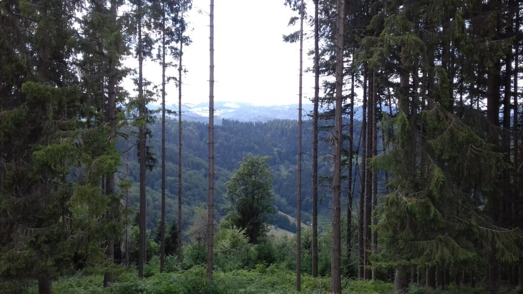 Der Schwarzwald am Schafhof